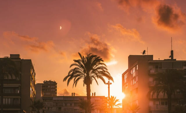 En palme i solnedgang i Spania