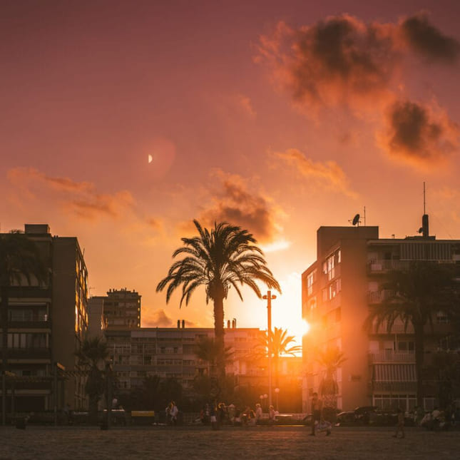 En palme i solnedgang i Spania