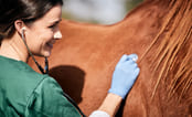 Veterinær som undersøker hest. Foto.