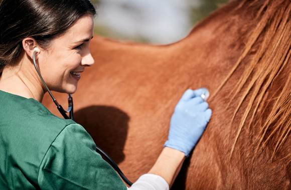 Veterinær som undersøker hest. Foto.