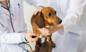 Veterinær som undersøker hund. Foto.