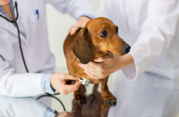 Veterinær som undersøker hund. Foto.