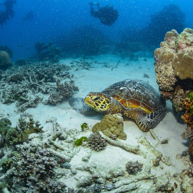 Katja dykker i Great Barrier Reef i Australia