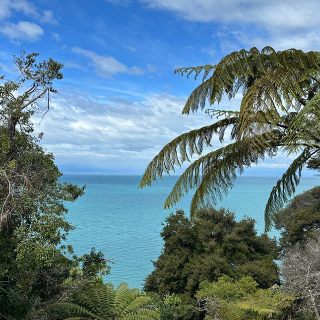 Utsikt utover new zealand med palmer og grønt hav.