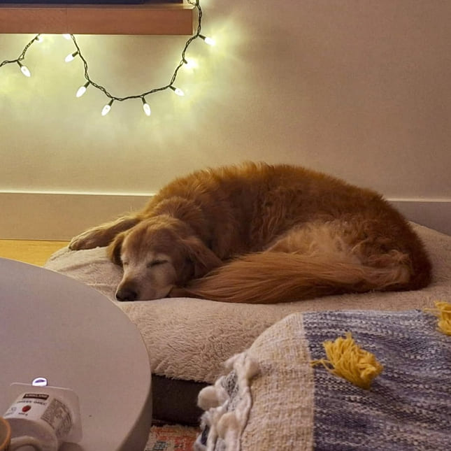 Hunden hos vertsfamilien