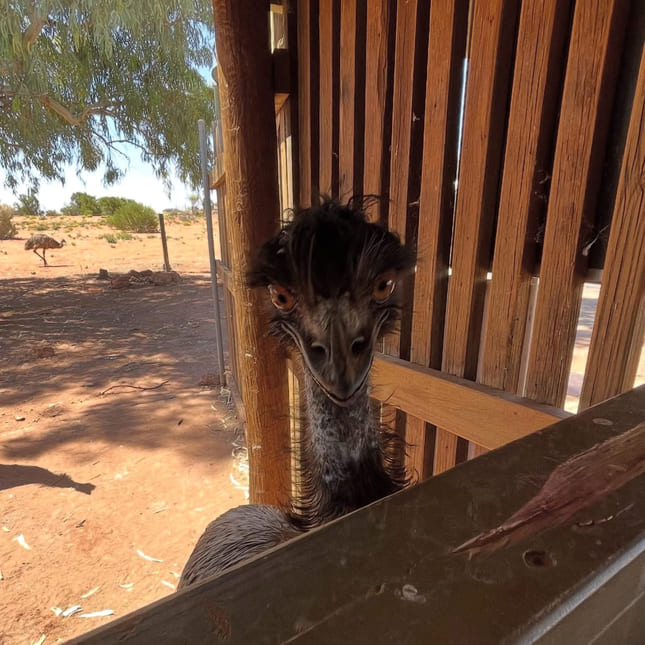 Emu i Australia