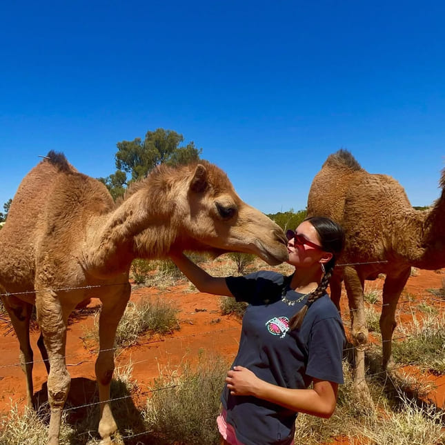 Kameler i Australia